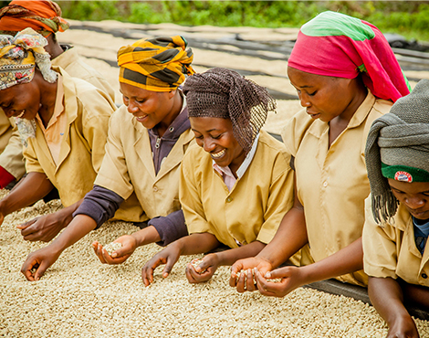 Ensuring a sustainable coffee future